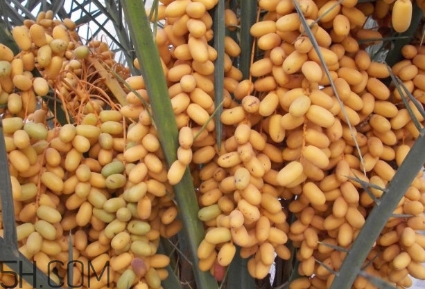 椰棗會上火嗎？椰棗有幾種