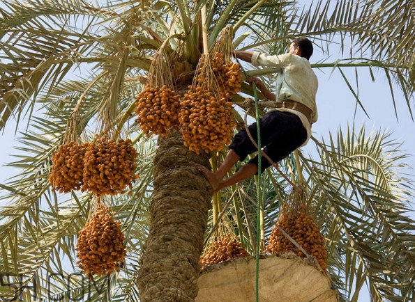 椰棗會(huì)上火嗎？椰棗有幾種