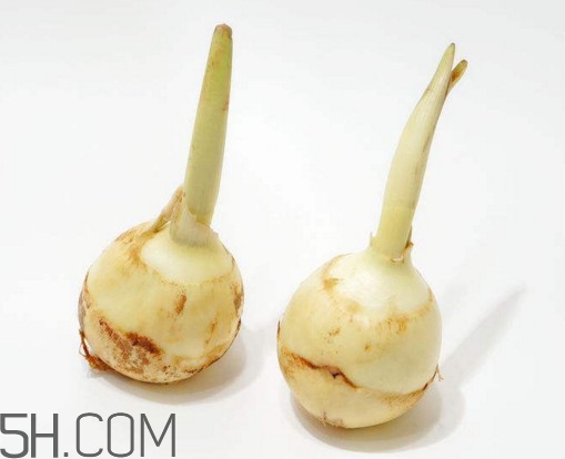 慈菇什么時候種？慈菇什么季節(jié)有