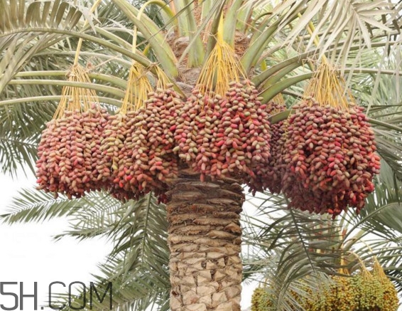 椰棗和紅棗哪個(gè)營(yíng)養(yǎng)好？棗椰和椰棗有區(qū)別嗎