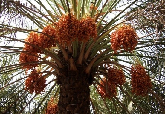 椰棗怎么保存？椰棗能提高性功能嗎