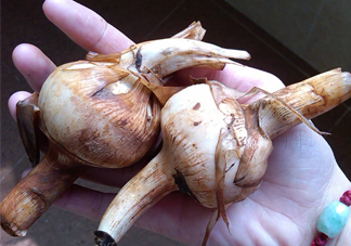 慈菇是什么？慈菇怎么吃