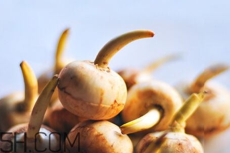 慈菇是什么？慈菇怎么吃