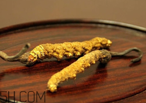 冬蟲夏草怎么泡酒？冬蟲夏草怎么燉