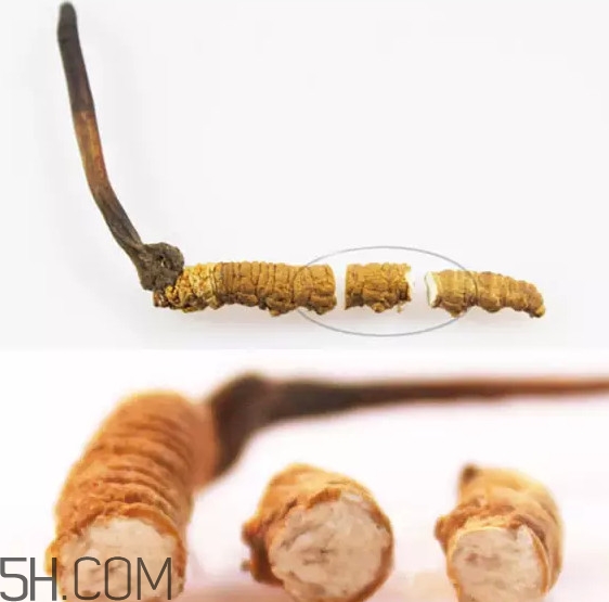 冬蟲(chóng)夏草怎么保存？冬蟲(chóng)夏草怎么挑選