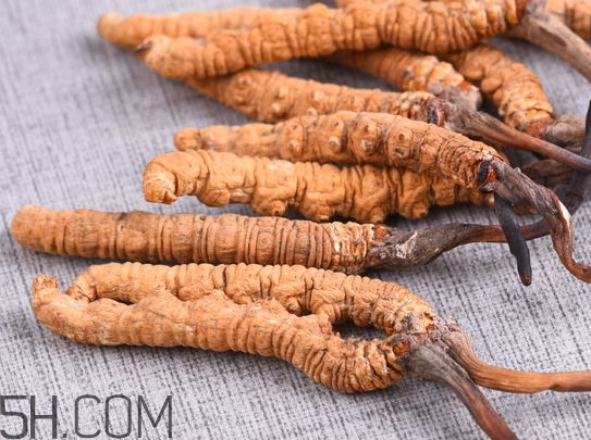 冬蟲夏草不能和什么一起吃？冬蟲夏草有多少種