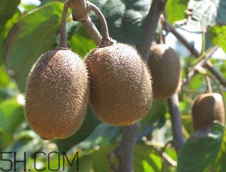 紅心獼猴桃一天可以吃幾個 紅心獼猴桃一次吃多少 紅心獼猴桃一天可以吃幾個 紅心獼猴桃一次吃多少