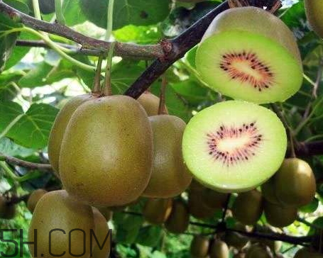 紅心獼猴桃一天可以吃幾個 紅心獼猴桃一次吃多少 紅心獼猴桃一天可以吃幾個 紅心獼猴桃一次吃多少