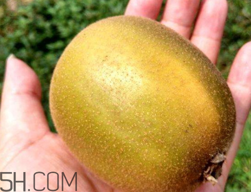 紅心獼猴桃可以吃皮嗎 紅心獼猴桃的皮能吃嗎 紅心獼猴桃可以吃皮嗎 紅心獼猴桃的皮能吃嗎