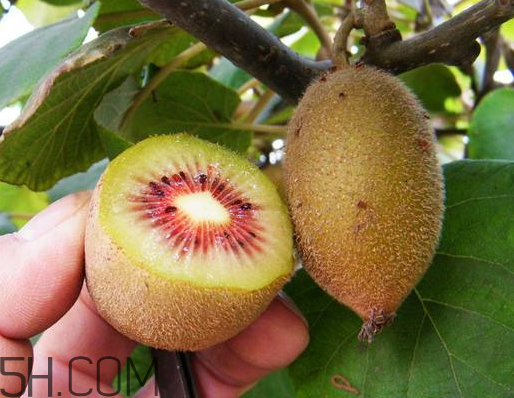 紅心獼猴桃可以吃皮嗎 紅心獼猴桃的皮能吃嗎 紅心獼猴桃可以吃皮嗎 紅心獼猴桃的皮能吃嗎