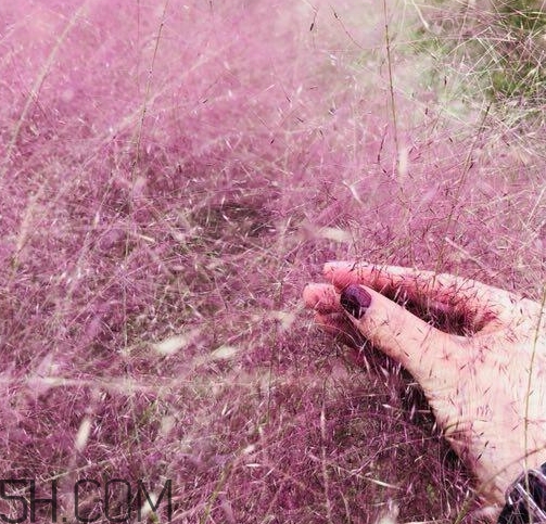 粉黛亂子是什么植物？粉黛亂子草花語