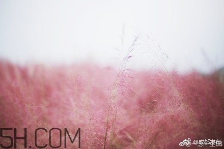 粉黛亂子是什么植物？粉黛亂子草花語