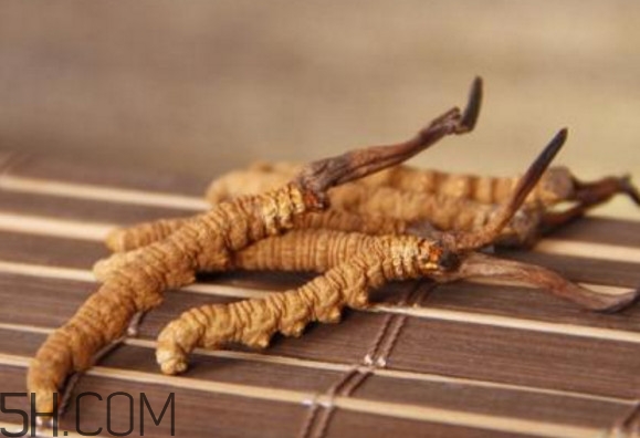 冬蟲(chóng)夏草怎么保存？冬蟲(chóng)夏草怎么挑選