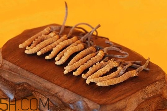 冬蟲夏草是動(dòng)物還是植物？冬蟲夏草是藥食同源嗎