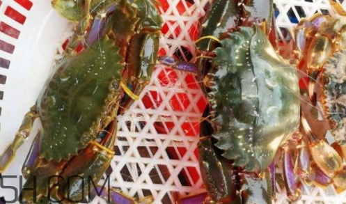 花蓋蟹和梭子蟹哪個(gè)好吃？花蓋蟹和梭子蟹區(qū)別