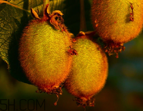 海沃德獼猴桃好吃嗎？海沃德獼猴桃酸嗎？