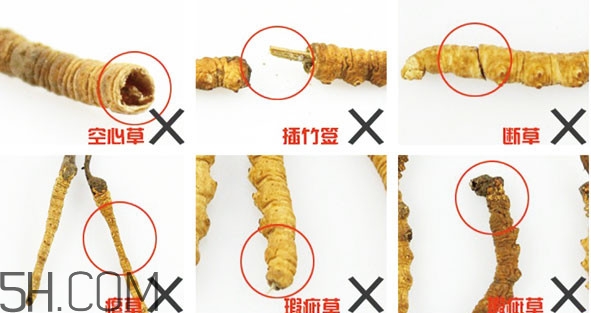 冬蟲夏草有假的嗎？冬蟲夏草不抗癌