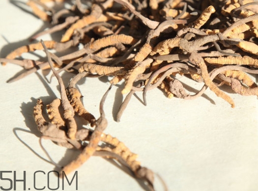 冬蟲夏草什么時候采挖？冬蟲夏草什么人不能吃