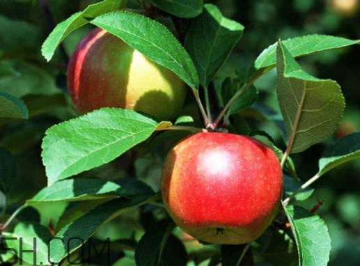 紅玫瑰蘋(píng)果多少錢(qián)一斤 紅玫瑰蘋(píng)果的營(yíng)養(yǎng)價(jià)值