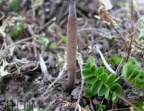 冬蟲夏草哪里的最好？冬蟲夏草和蟲草花的區(qū)別