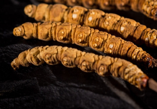 冬蟲夏草什么時候采挖？冬蟲夏草什么人不能吃