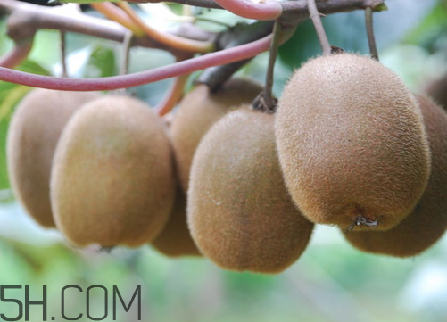 海沃德獼猴桃好吃嗎？海沃德獼猴桃酸嗎？