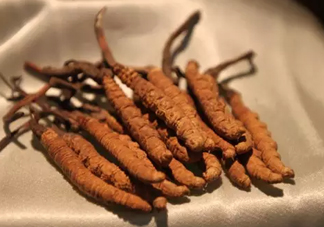 冬蟲夏草真的冬天是蟲夏天是草嗎？冬蟲夏草是怎么長成