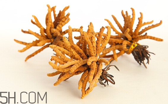 冬蟲夏草為什么這么貴？冬蟲夏草功效有哪些