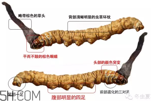 冬蟲(chóng)夏草怎么保存？冬蟲(chóng)夏草怎么挑選