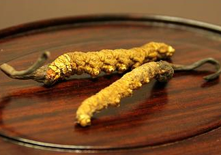 冬蟲夏草多少錢一斤？冬蟲夏草回收多少錢一克