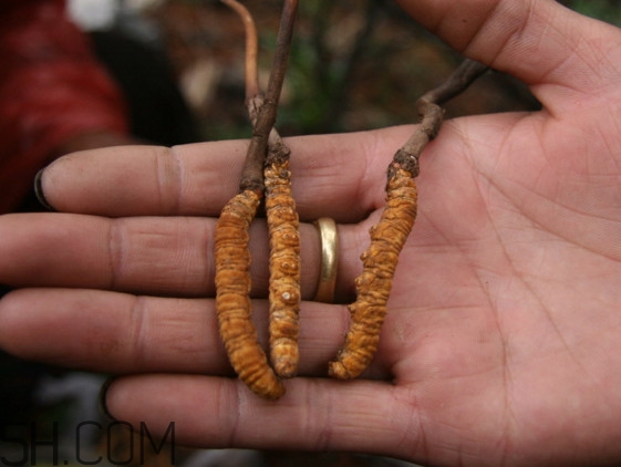 冬蟲(chóng)夏草什么時(shí)候吃最好？冬蟲(chóng)夏草保質(zhì)期多久