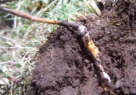 冬蟲夏草什么時(shí)候吃最好？冬蟲夏草保質(zhì)期多久
