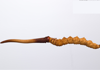 冬蟲夏草是動(dòng)物還是植物？冬蟲夏草是藥食同源嗎