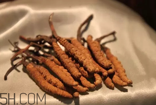 冬蟲夏草不能和什么一起吃？冬蟲夏草有多少種