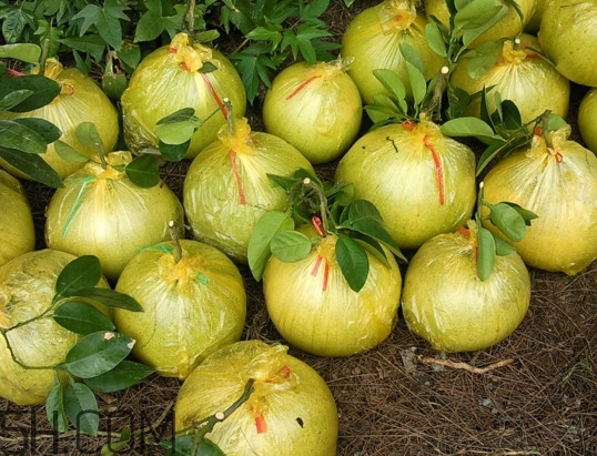 文旦上火嗎？文旦種植環(huán)境條件