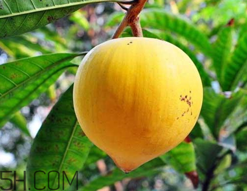 蛋黃果是熱性還是涼性 蛋黃果屬熱還是涼性 蛋黃果是熱性還是涼性 蛋黃果屬熱還是涼性