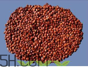 洋蔥能治失眠嗎？酸棗仁治療失眠嗎？