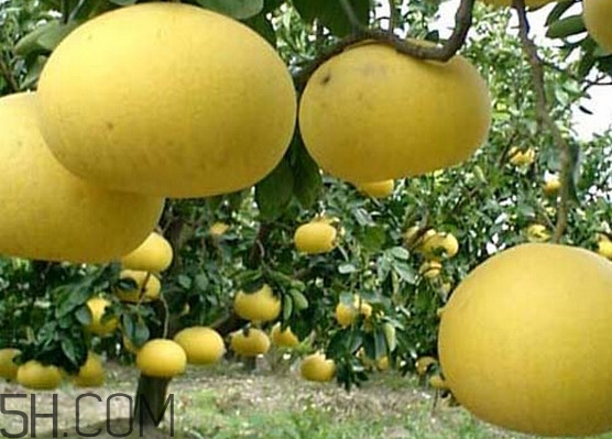 文旦柚多少錢一斤？文旦柚是寒性食物嗎