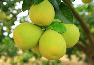 沙田柚是文旦嗎？文旦柚和沙田柚的區(qū)別