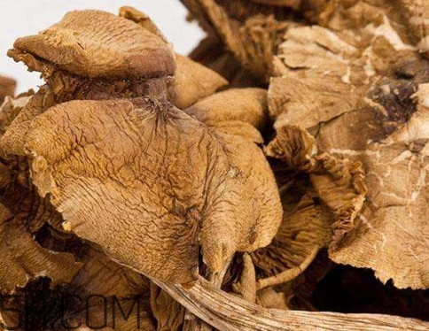 松菇怎么清洗？松菇不能和什么一起吃