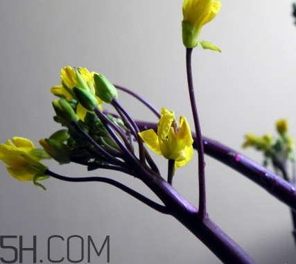 紅菜苔怎么種？如何正確采摘紅菜苔