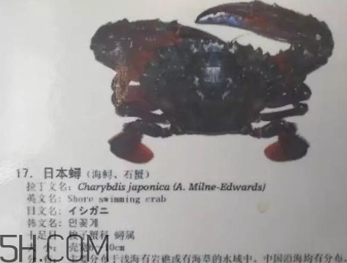 海虹蟹和梭子蟹哪個(gè)好？海虹蟹和梭子蟹的區(qū)別