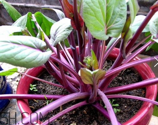 紅菜苔怎么種？如何正確采摘紅菜苔