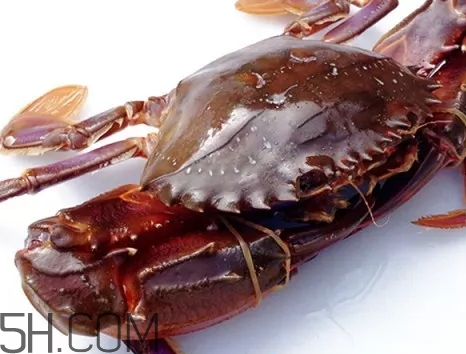 海虹蟹和梭子蟹哪個(gè)好？海虹蟹和梭子蟹的區(qū)別