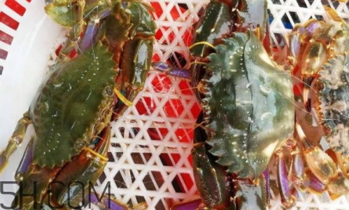 海虹蟹好吃嗎？海虹蟹多少錢一斤