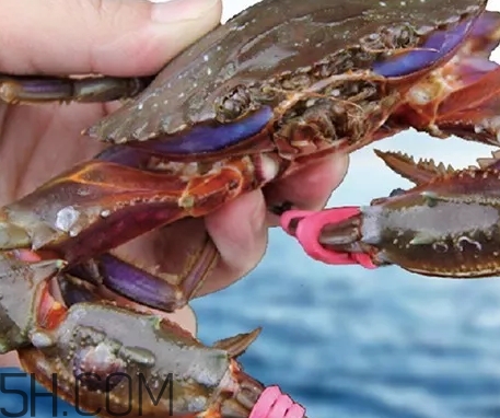 海虹蟹好吃嗎？海虹蟹多少錢一斤