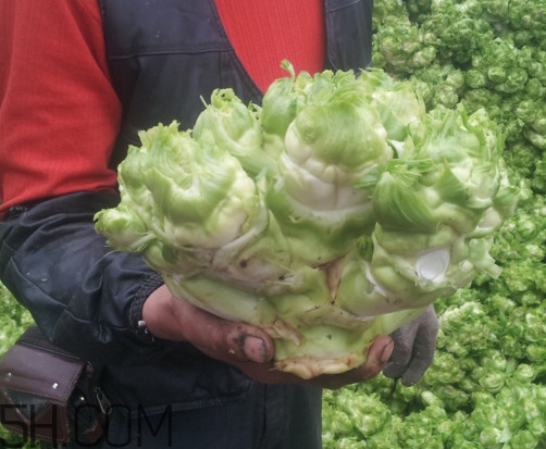 兒菜怎么種？兒菜怎么腌制