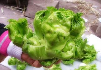 兒菜怎么種？兒菜怎么腌制