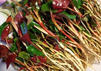 魚腥草有馬兜鈴酸嗎？馬兜鈴酸的功效與作用