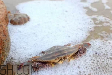 冬蟹是什么蟹？冬蟹的營養(yǎng)價(jià)值和功效